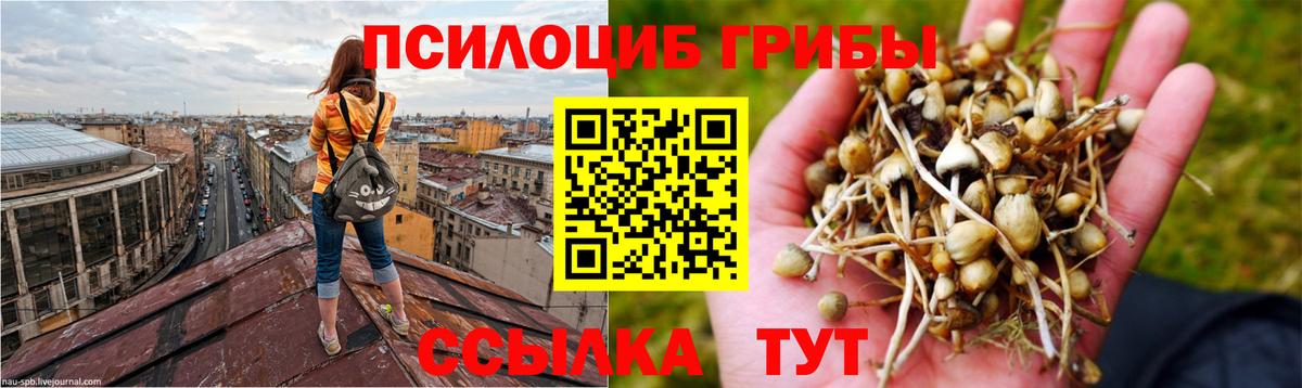 Галлюциногенные грибы Psilocybine cubensis Шебекино
